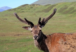 Deer Stalking, Scotland